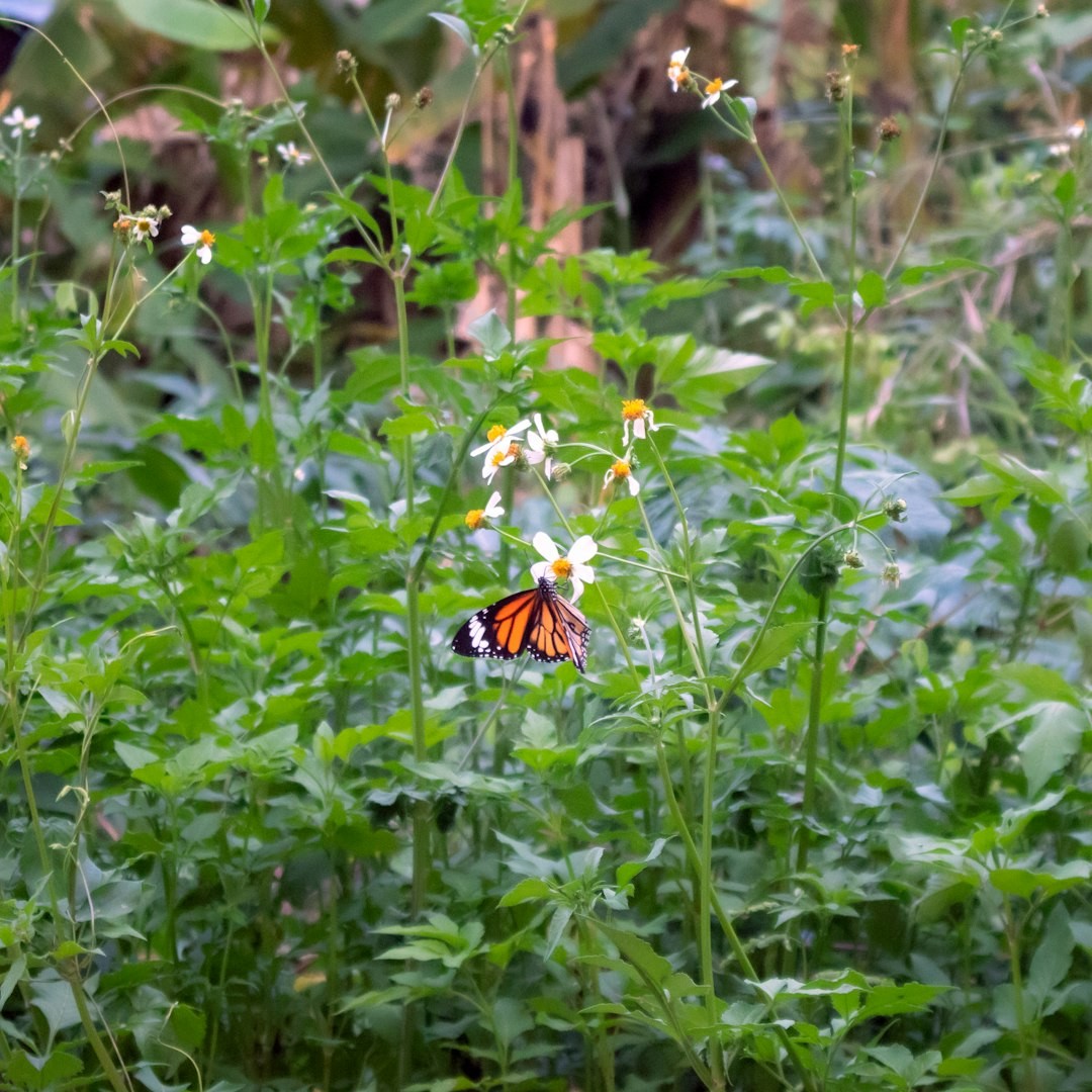 a butterfly on a pollination garden